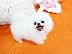 PoulaTo: pomeranian